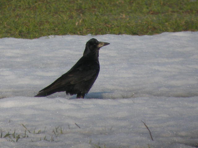 R&aring;ka