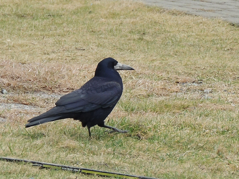 R&aring;ka