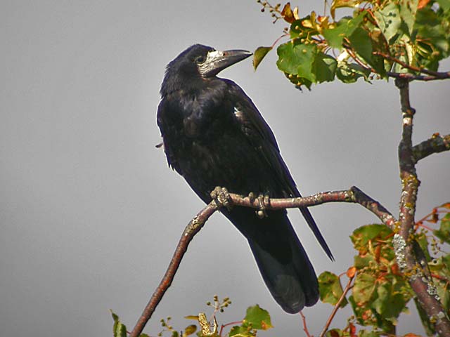 R&aring;ka