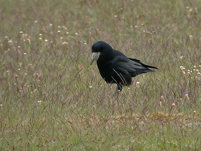 R&aring;ka