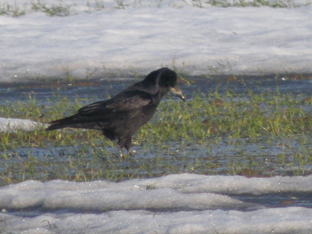 R&aring;ka