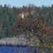 Varfågel